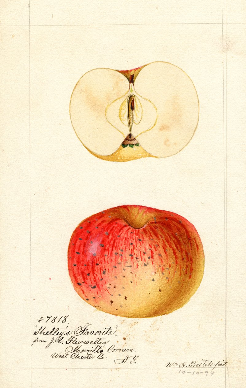 Shelleys favoritäpplen (Malus domestica) (akvarell) av William Henry Prestele