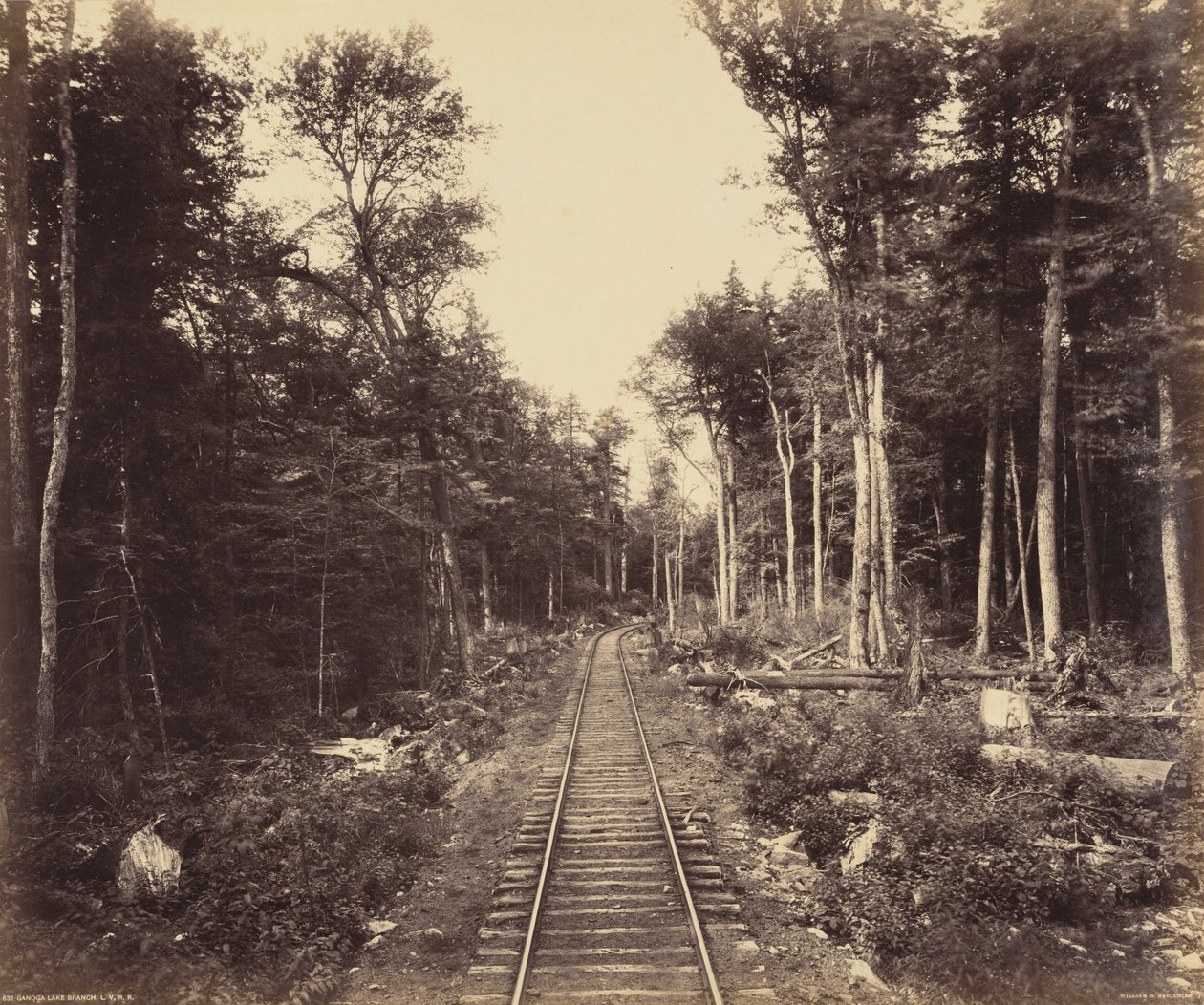 Ganoga Lake Branch,ca 1895 (foto) av William Herman Rau