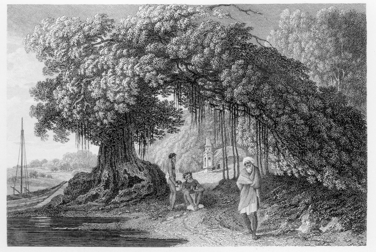 Ett banyanträd, från "Travels in India in in the Years 1780-83" av William Hodges, graverad av Benjamin Pouncy (fl.1772-99), publicerad 1792. av William Hodges