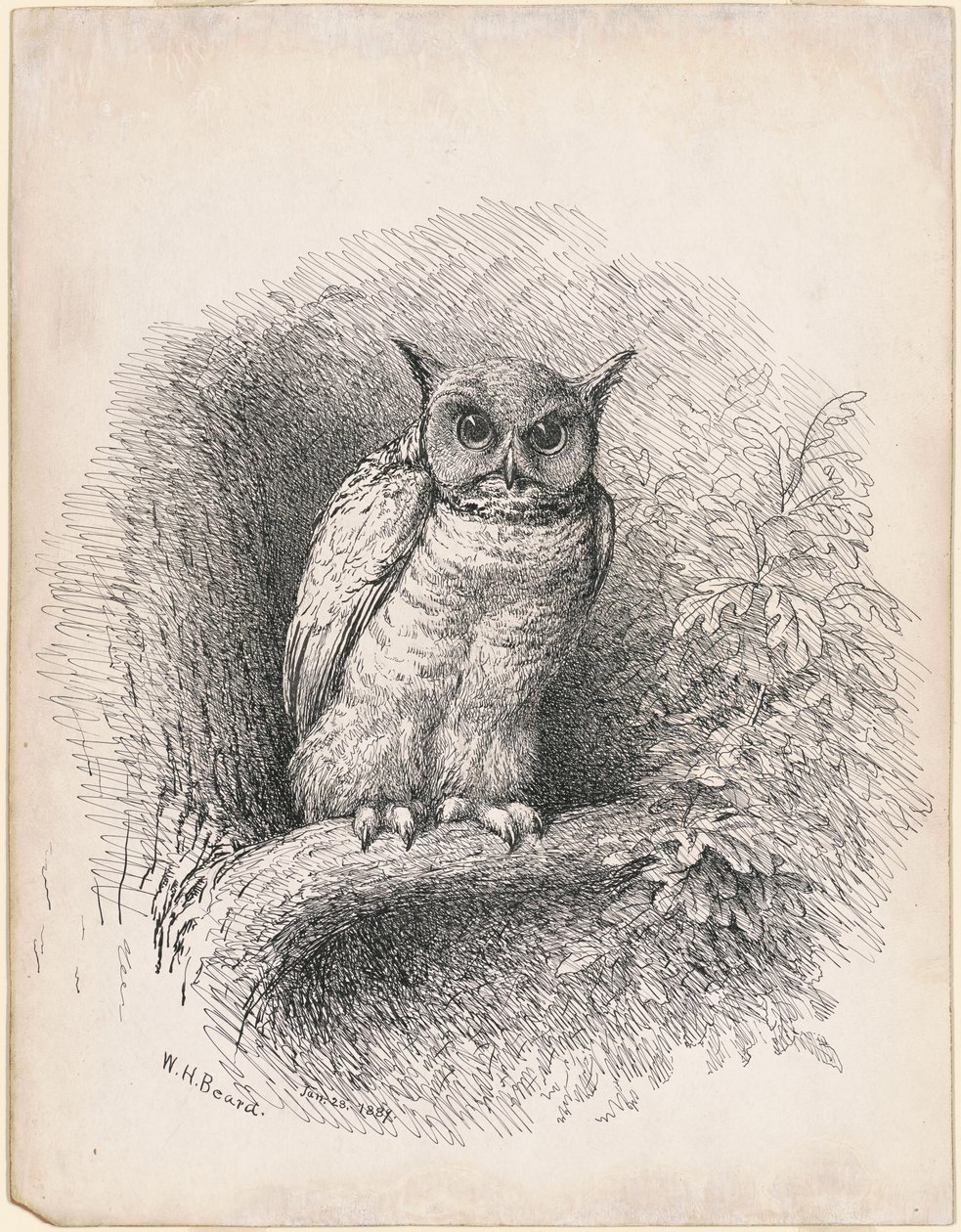 Uggla av William Holbrook Beard