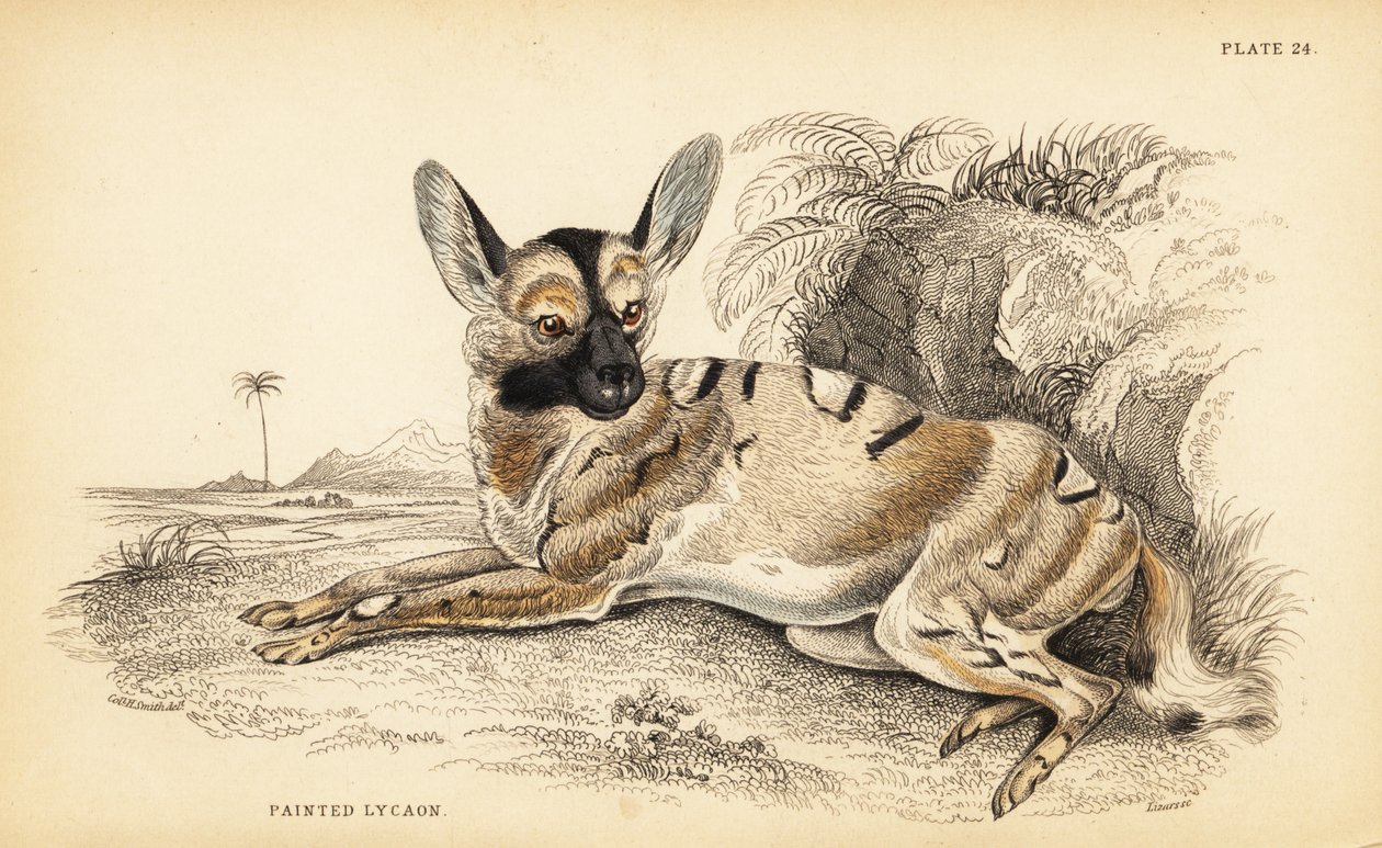 Afrikansk vildhund, Lycaon pictus, utrotningshotad av William Home Lizars