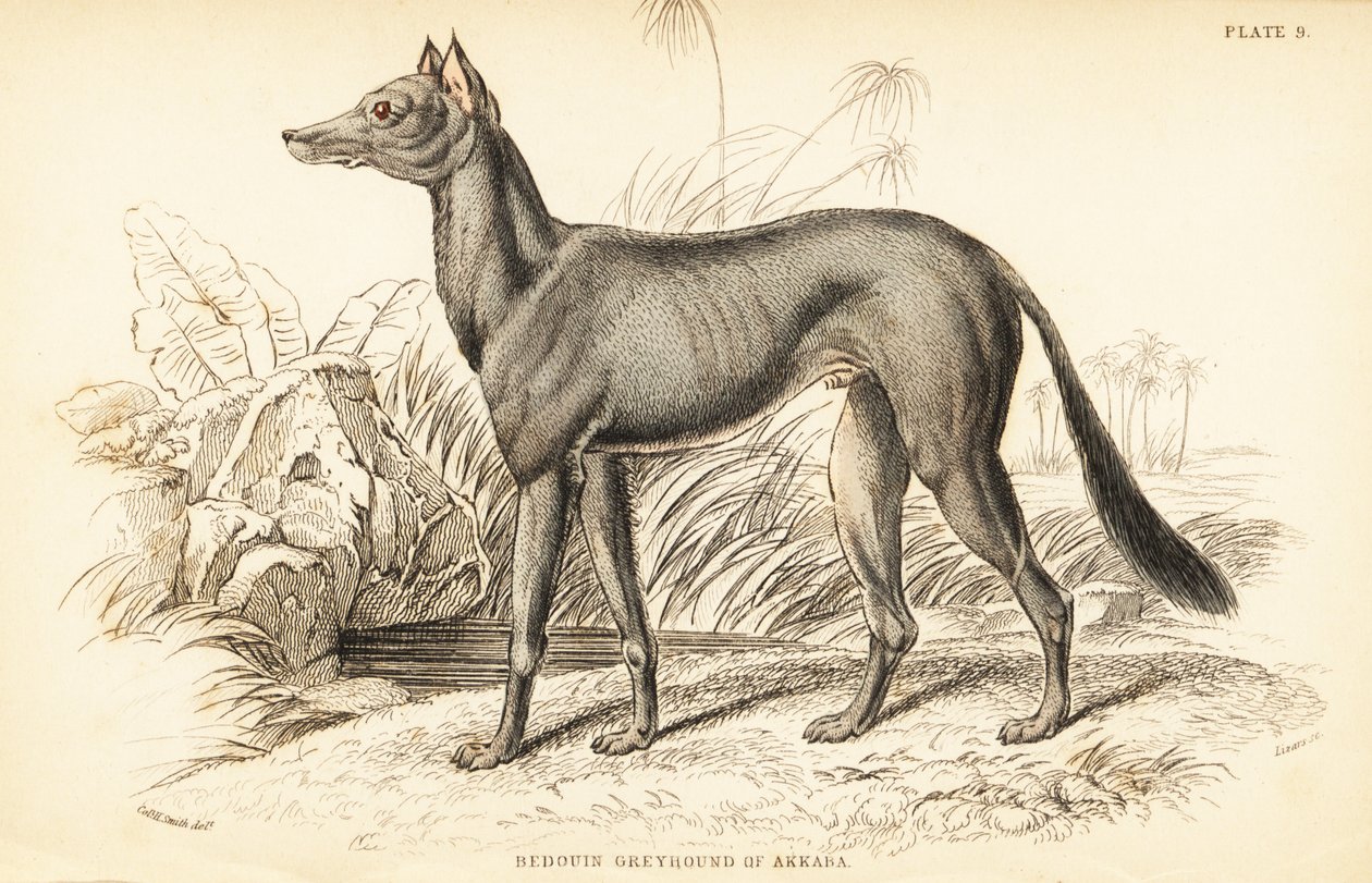 Arabisk vinthund, Canis lupus familiaris av William Home Lizars