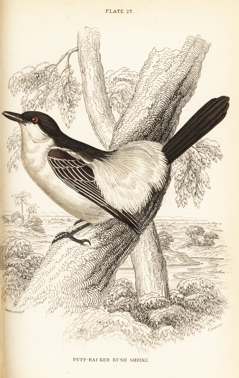Svartryggig puffback, Dryoscopus cubla av William Home Lizars