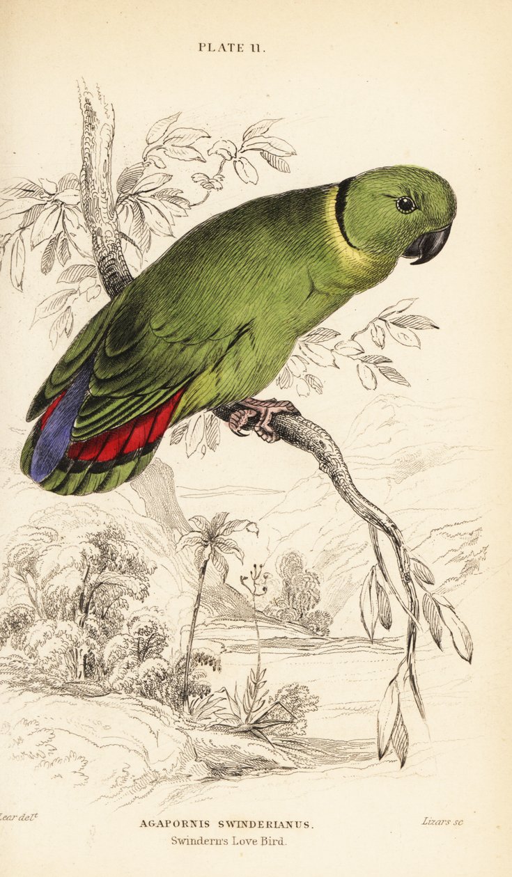 Svartkrage, Agapornis swindernianus av William Home Lizars