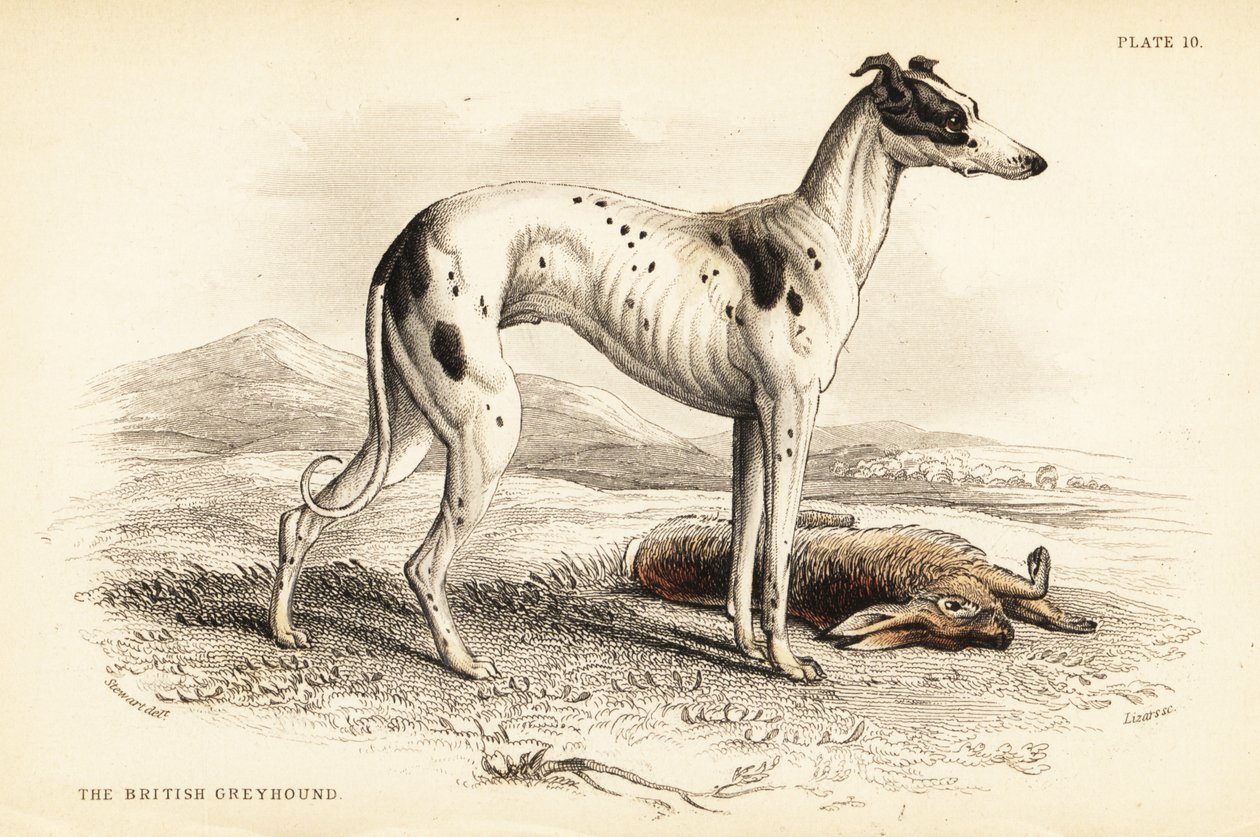 Brittisk vinthund, Canis lupus familiaris av William Home Lizars