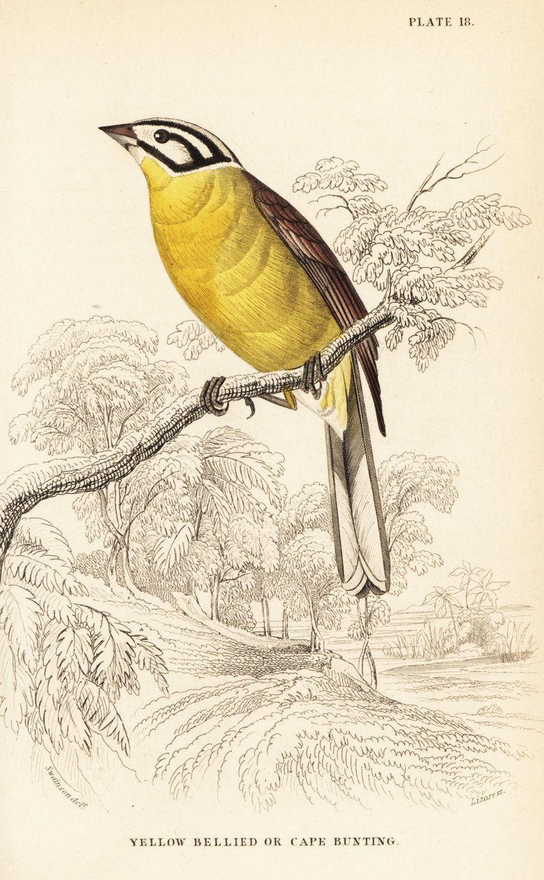 Kapsparv, Emberiza capensis (Gulbukfvarv, Fringillaria capensis) av William Home Lizars