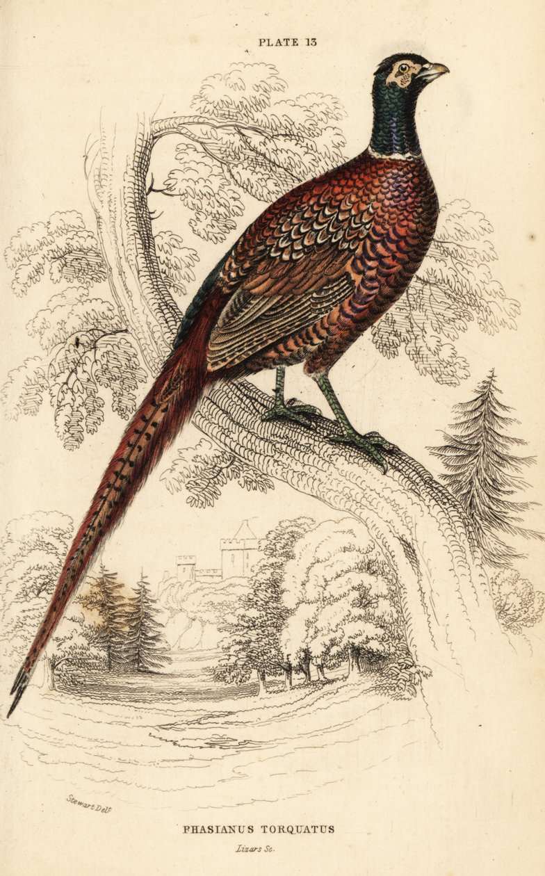 Vanlig fasan (ringhals), fasan colchicus torquatus av William Home Lizars