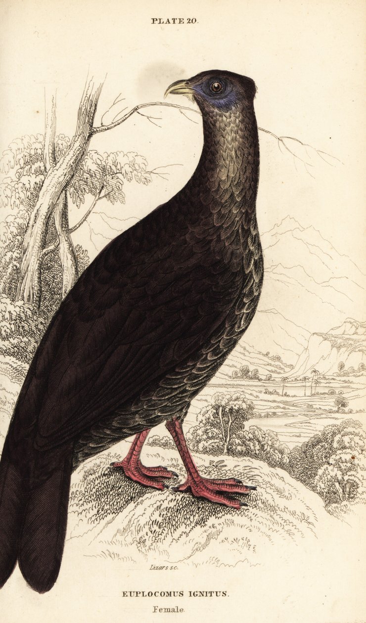 Crested fireback, Lophura ignita, hona (Macartney-tuppen, Euplocomus ignitus) av William Home Lizars