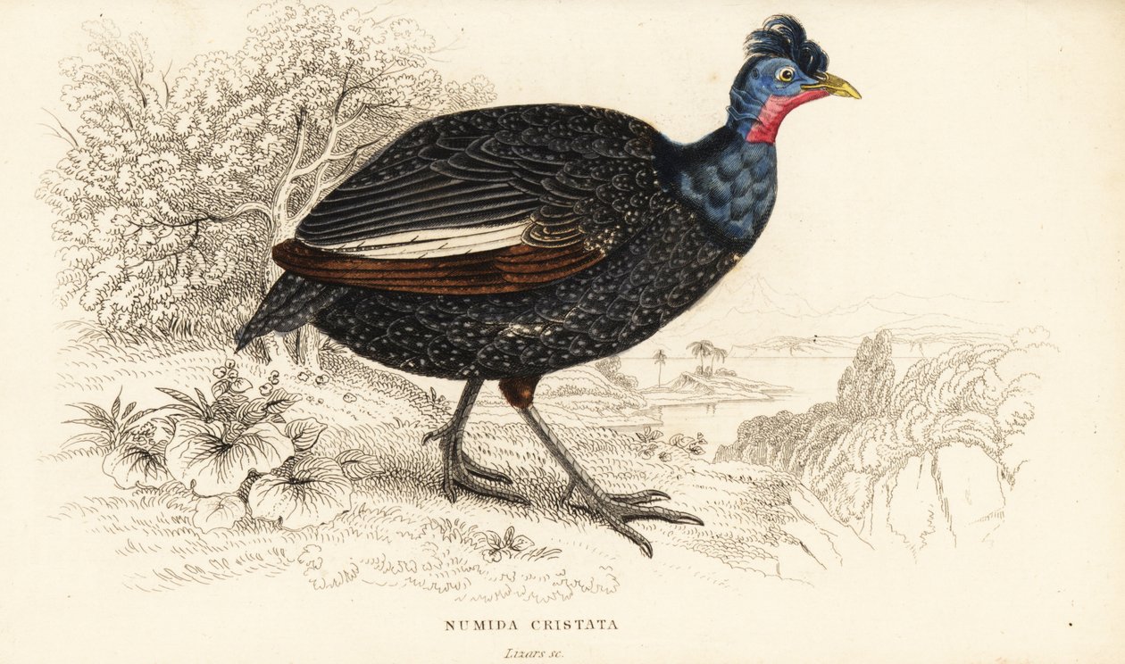 Krönad pärlhöna, Guttera pucherani (Numida cristata) av William Home Lizars