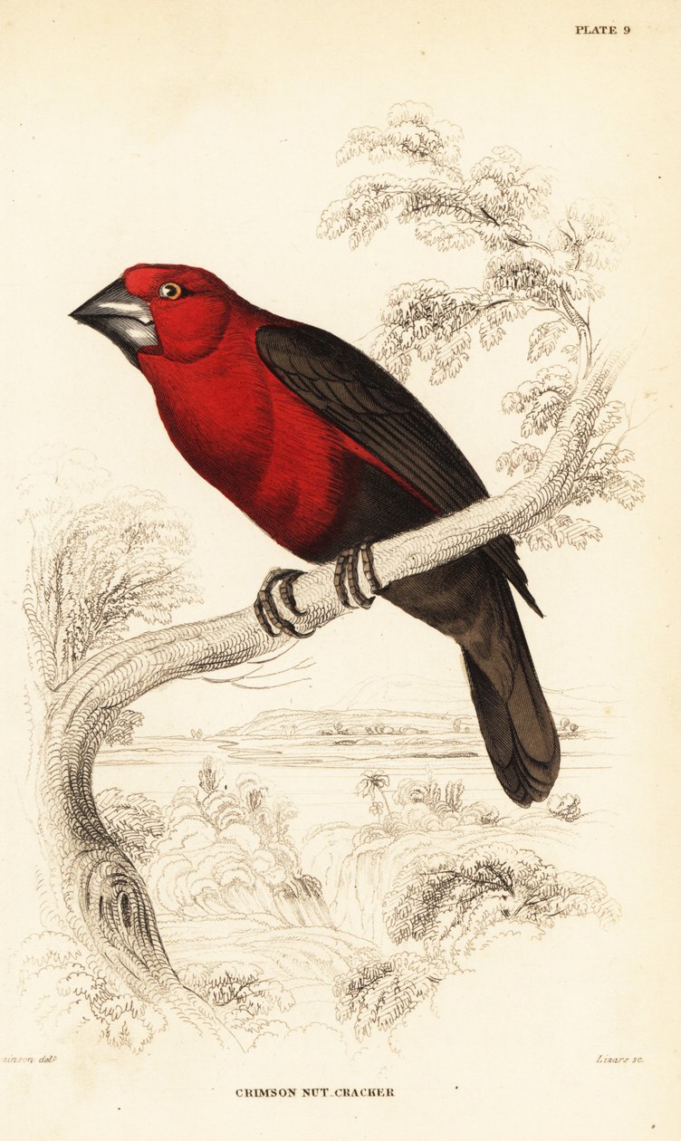 Crimson seedcracker, Pyrenestes sanguineus (Crimson nötknäppare, Pirenestes sanguineus) av William Home Lizars