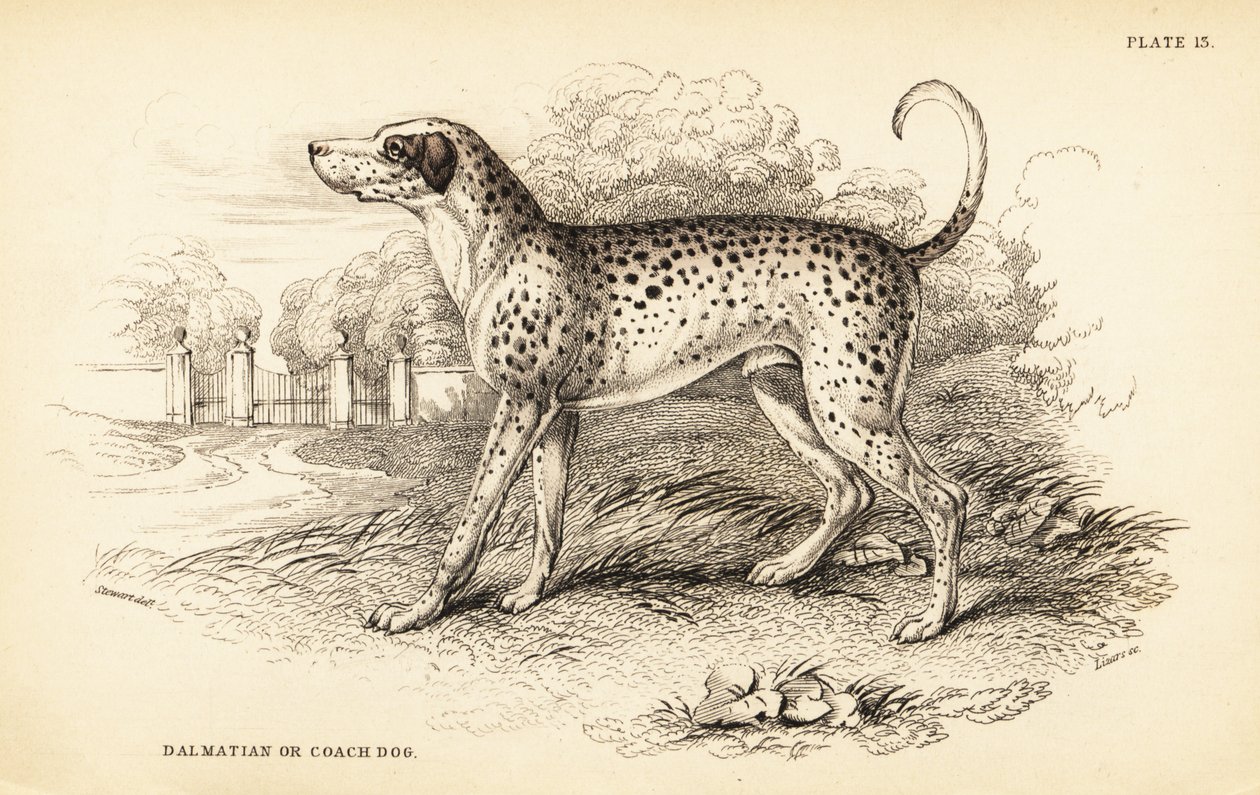 Dalmatisk hund eller tränarhund, Canis lupus familiaris av William Home Lizars