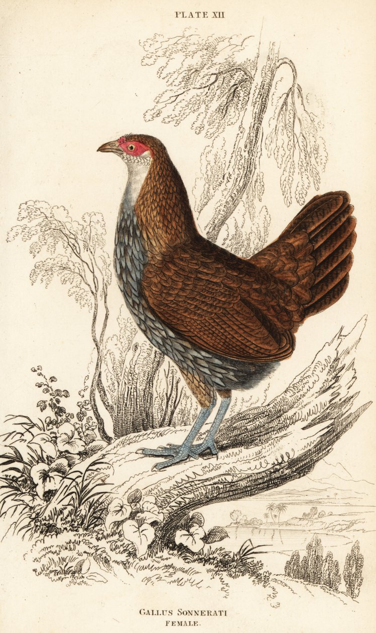 Grå djungelfågelhona eller Sonnerats djungelfågel, Gallus sonneratii (Gallus sonnerati) av William Home Lizars