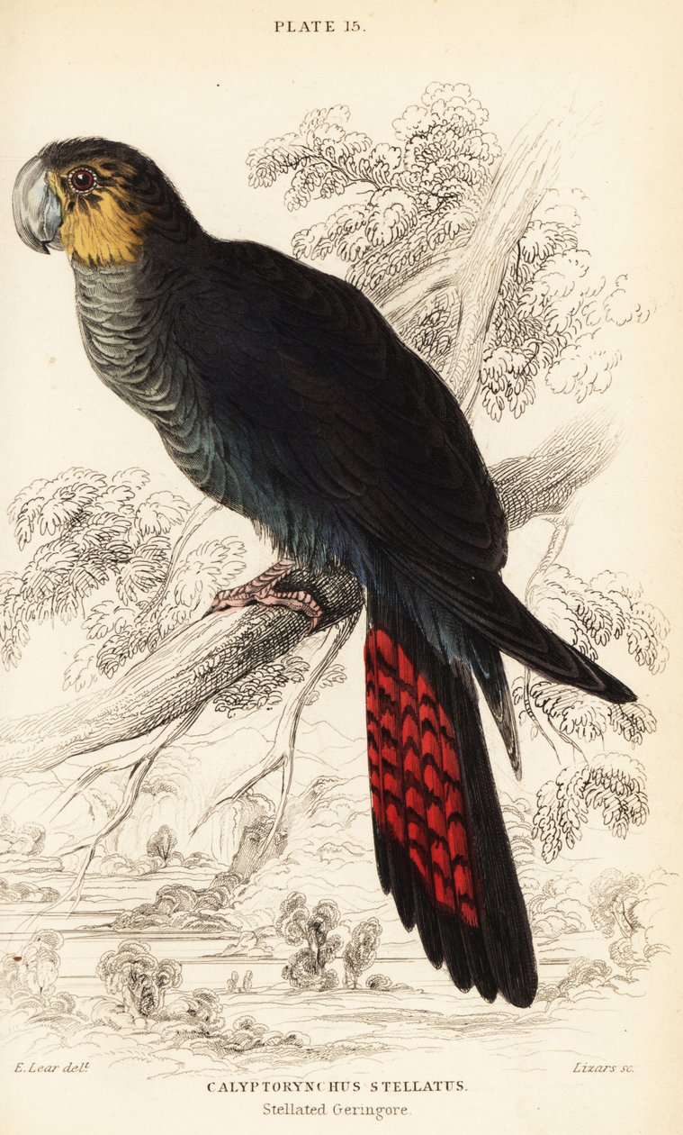 Blank svart kakadua, Calyptorhynchus lathami av William Home Lizars