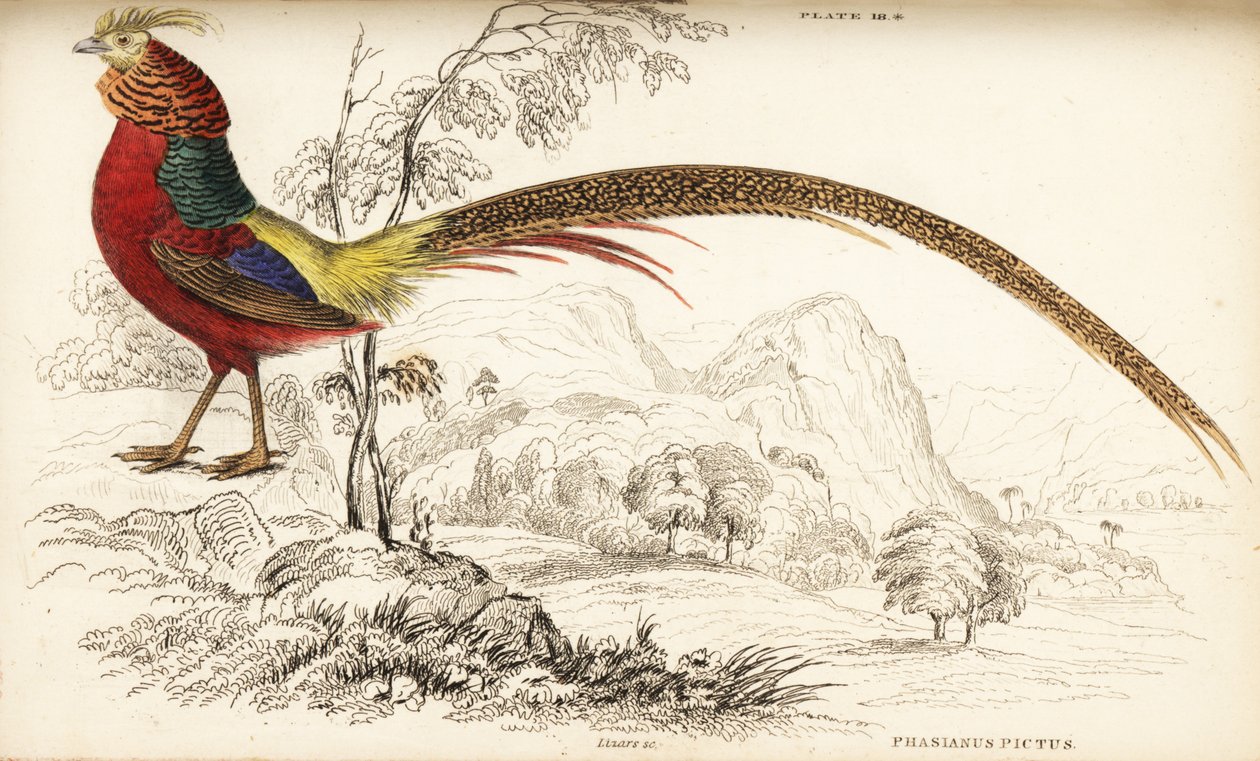 Guldfasan eller kinesisk fasan, Chrysolophus pictus (Phasianus pictus) av William Home Lizars