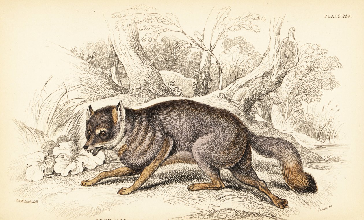 Gråräv eller gråräv, Urocyon cinereoargenteus (Vulpes cinereus) av William Home Lizars