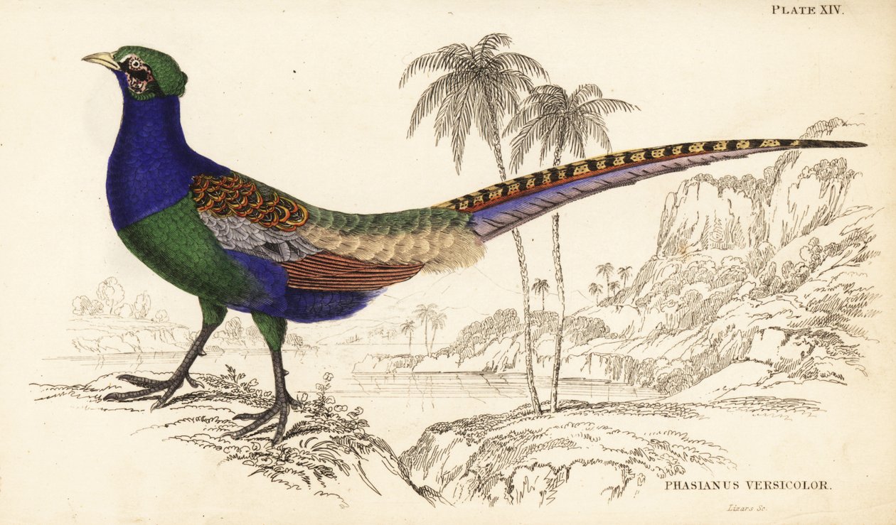 Grön fasan eller japansk grön fasan, hane, Phasianus versicolor av William Home Lizars