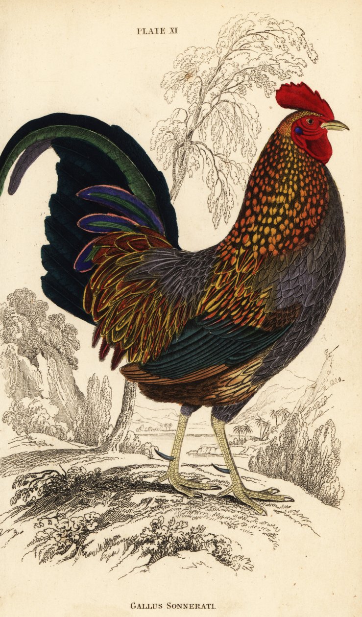 Grå djungelfågel eller Sonnerats djungelfågel, Gallus sonneratii (Gallus sonnerati) av William Home Lizars