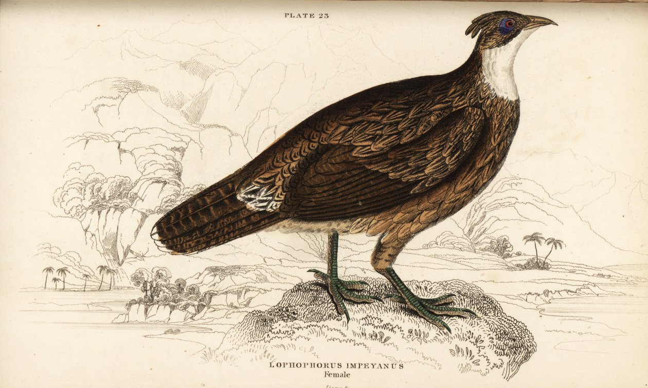 Himalayan Monal, Hona, Lophaphorus impanes av William Home Lizars