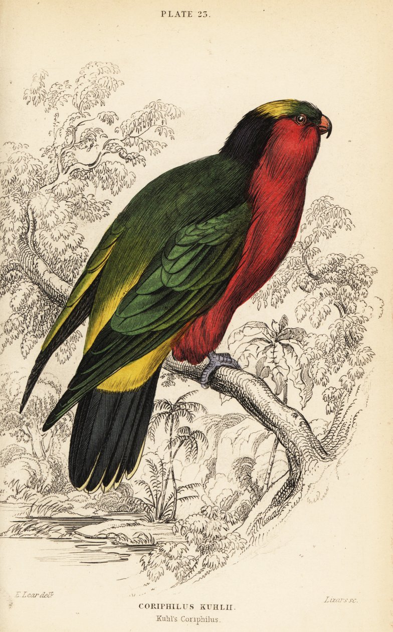 Kuhls lorikeet, Vini kuhlii av William Home Lizars
