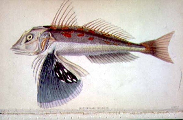 Nya Zeeland Gurnard graverad av konstnären från 