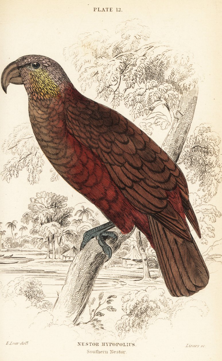 Nya Zeeland kaka, Nestor meridionalis av William Home Lizars
