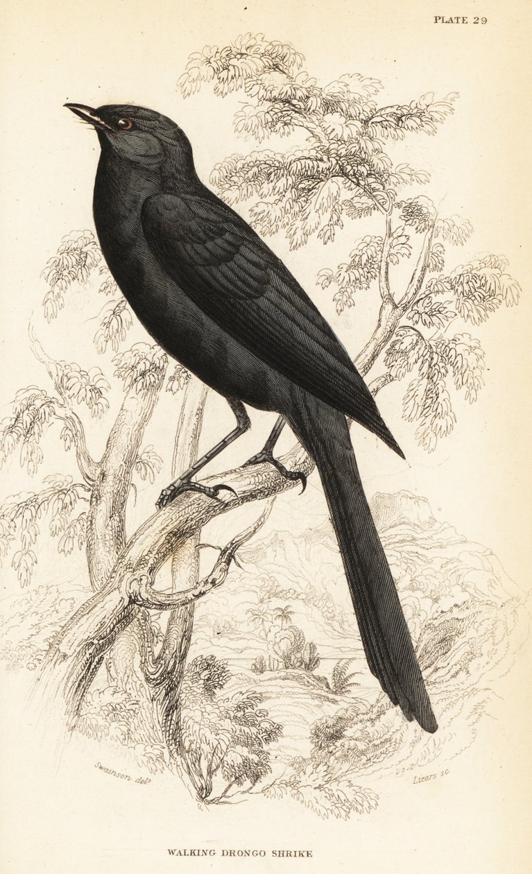 Nordlig svartflugsnappare, Melaenornis edolioides av William Home Lizars