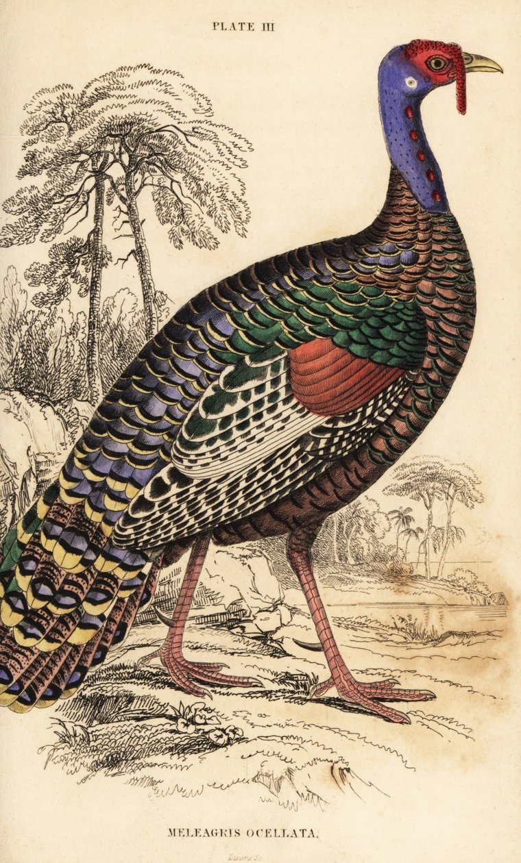 Ocellerad kalkon, Meleagris ocellata av William Home Lizars