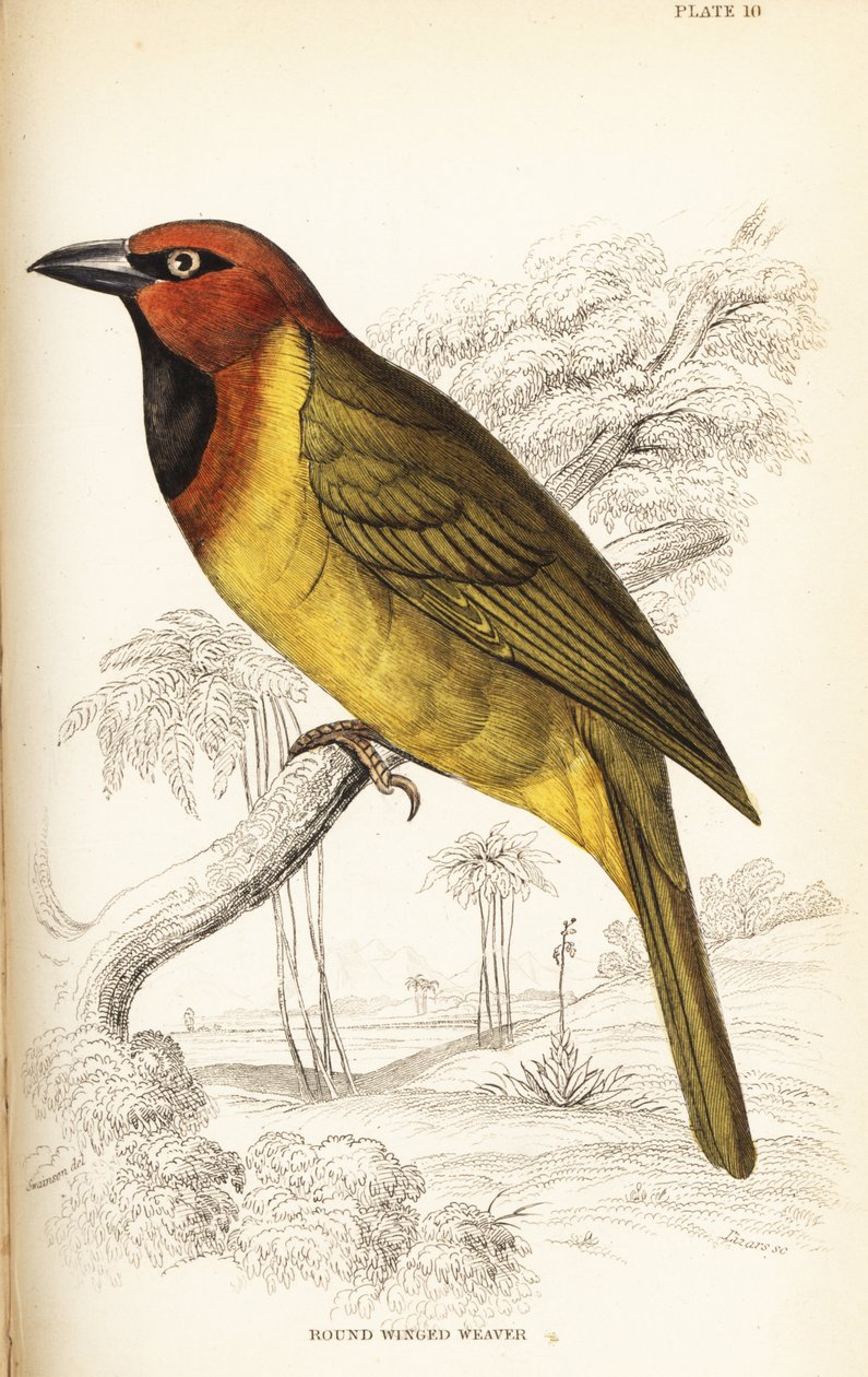 Olivnackad vävare eller rundvingad vävare, Ploceus brachypterus av William Home Lizars