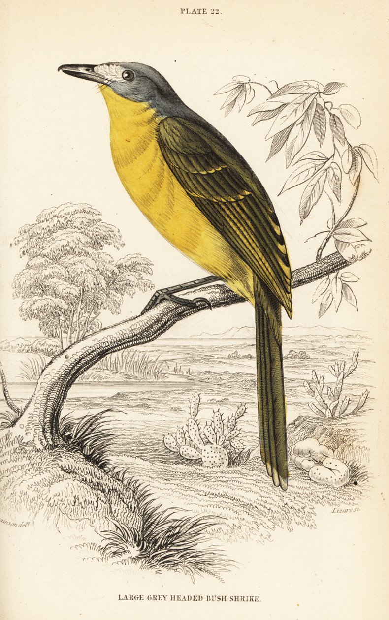 Olivbuske, Chloroponics olivaceus (Stor gråbukad buske, Malaconuts olivacex) av William Home Lizars