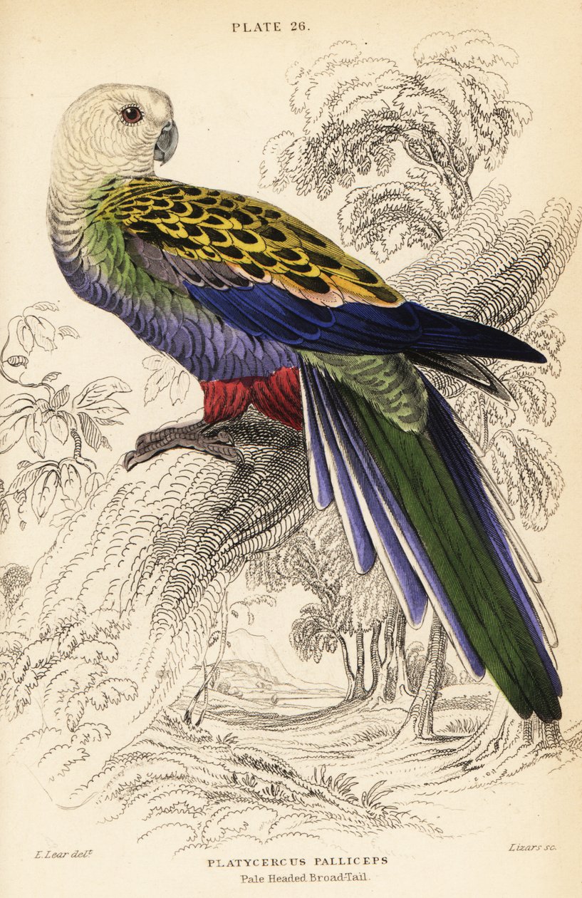 Blekhövdad rosella (palliceps) av William Home Lizars