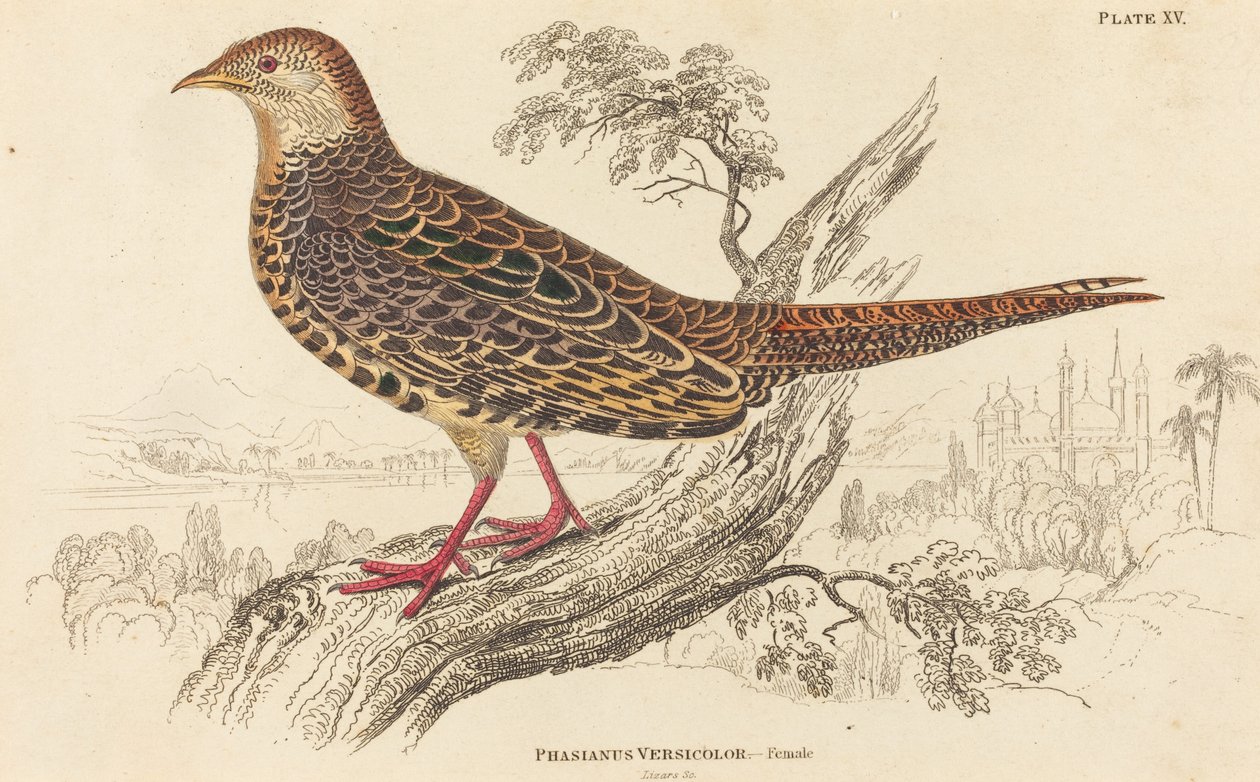 Phasianus Versicolor - Hona av William Home Lizars