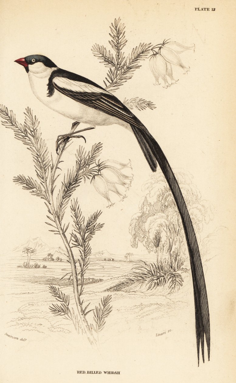 Pin-tailed whydah, Vidua macroura (rödnäbbad whidah, Vidua erythrorhynchus) av William Home Lizars
