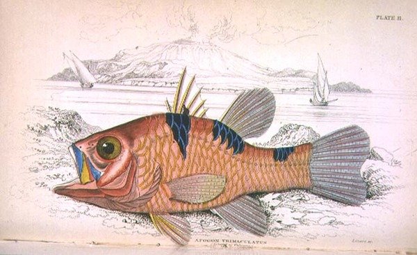 Tallrik elva; Apongon Trimaculatus (vulkanön) graverad av konstnären från "Naturalist