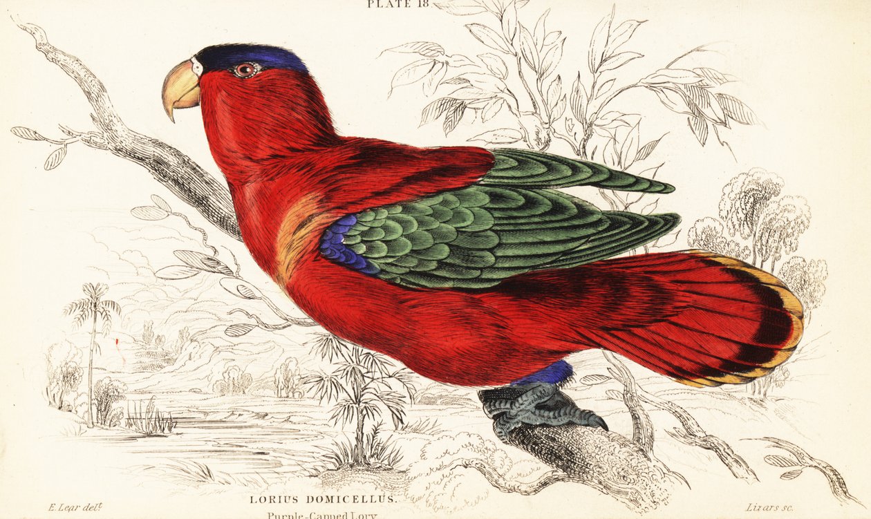Lila-nackad lory, Lorius domicella av William Home Lizars