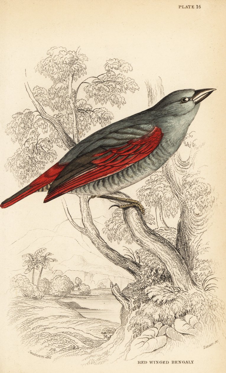 Rödvingad pytilia, Pytilia phoenicoptera (Rödvingad bengaly, Pytilia phaenicoptera) av William Home Lizars