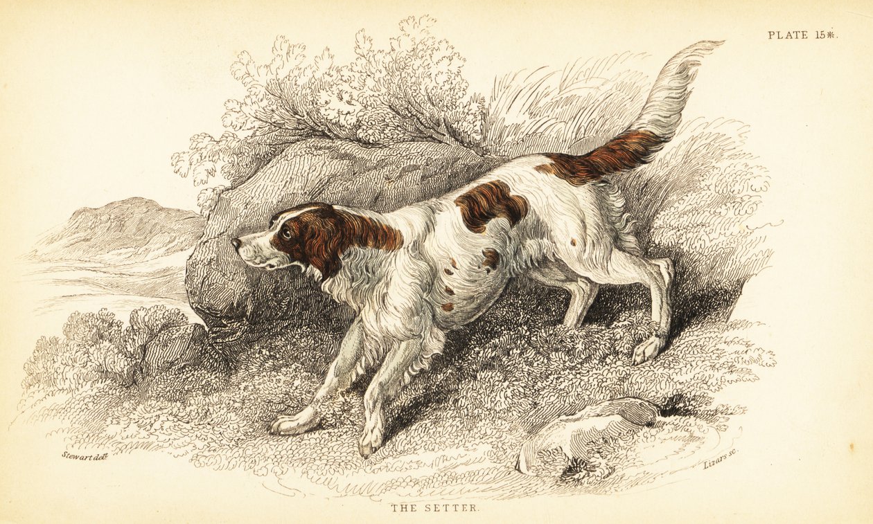Setter, Canis lupus familiaris (Canis index) av William Home Lizars
