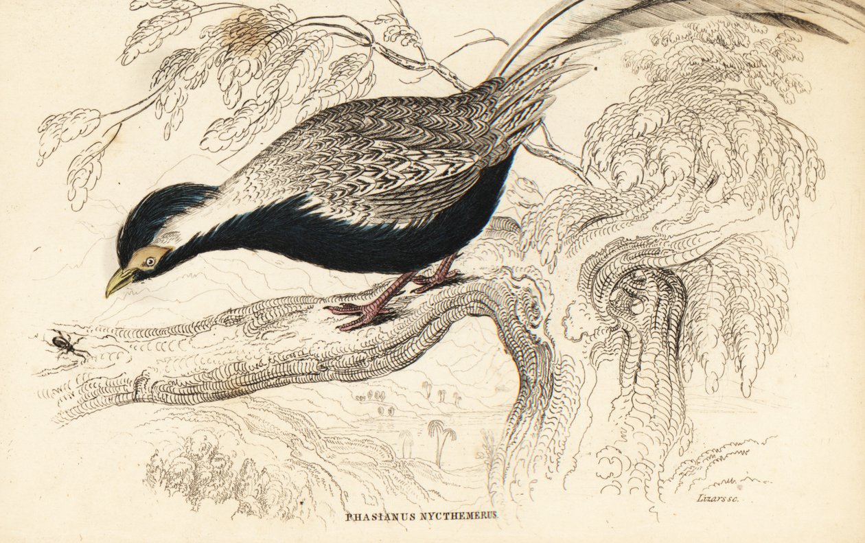 Silverfasan, Lophura nycthemera (Phasianus nycthemerus) av William Home Lizars