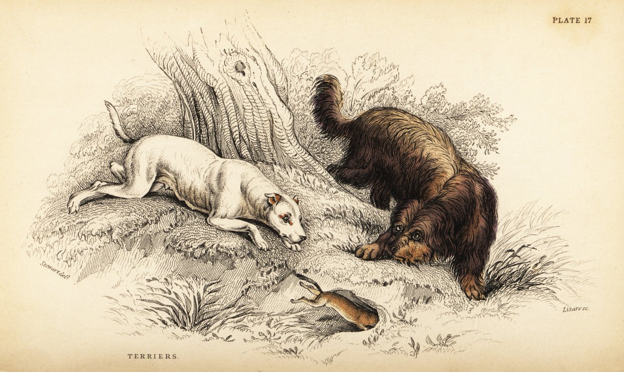 Slätpälsad terrier och skotsk eller trådhårig terrier, Canis lupus familiaris (Canis terrarius) av William Home Lizars