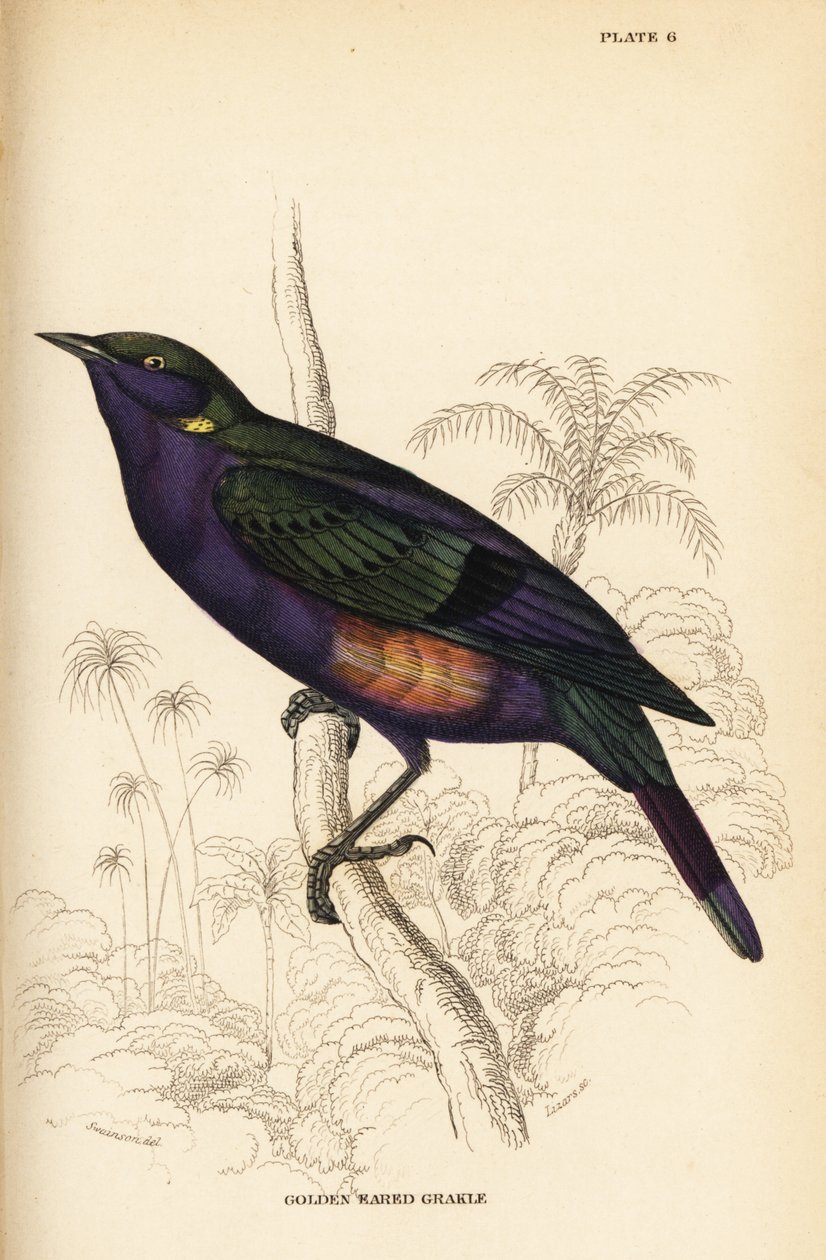 Strålande glänsande stare (Senegal), Lamprotornis splendidus chrysonotis (Golden eared grakle, Lamprotornis chrysonotis) av William Home Lizars