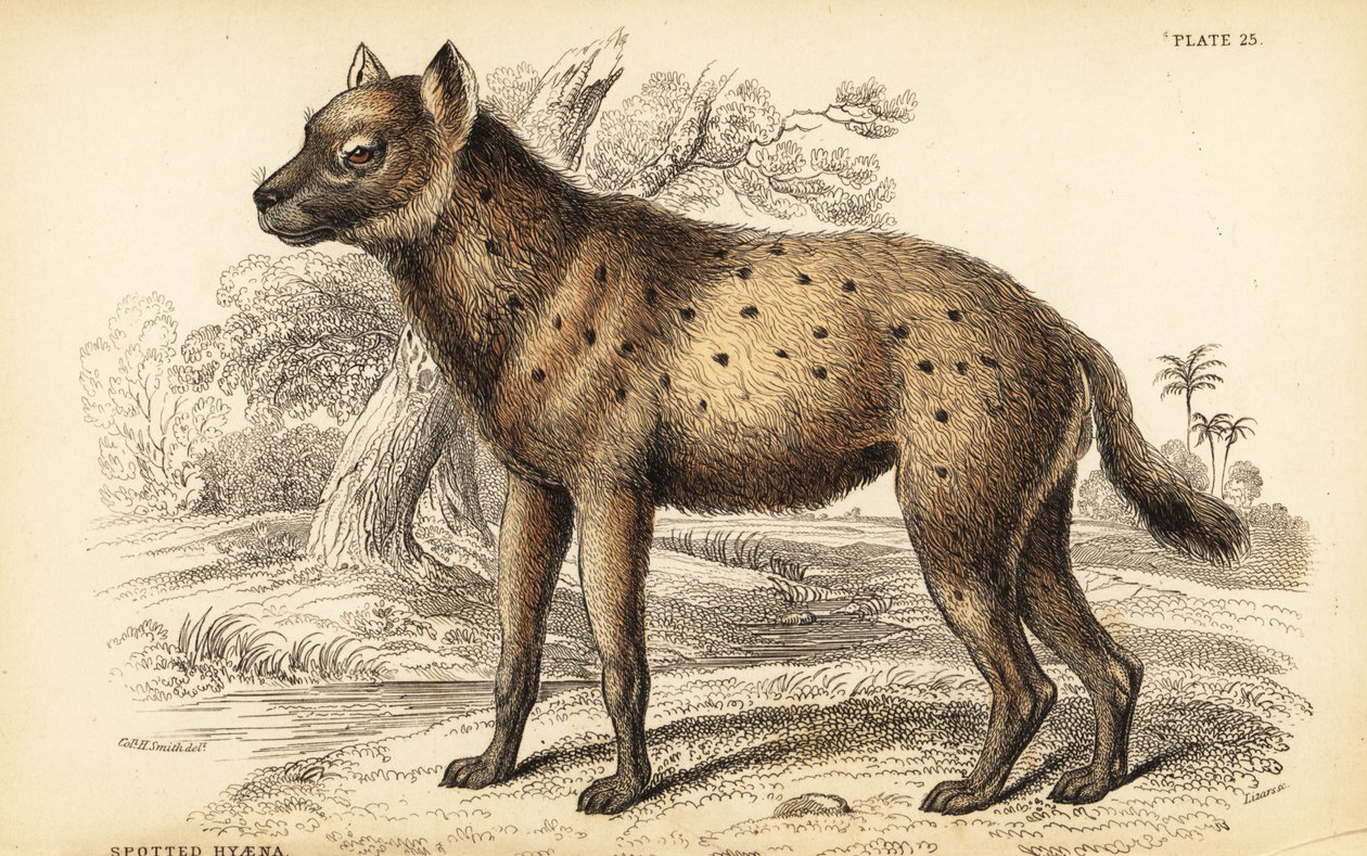 Fläckig hyena eller skratthyena, Crocuta crocuta (Hyaena crocuta) av William Home Lizars