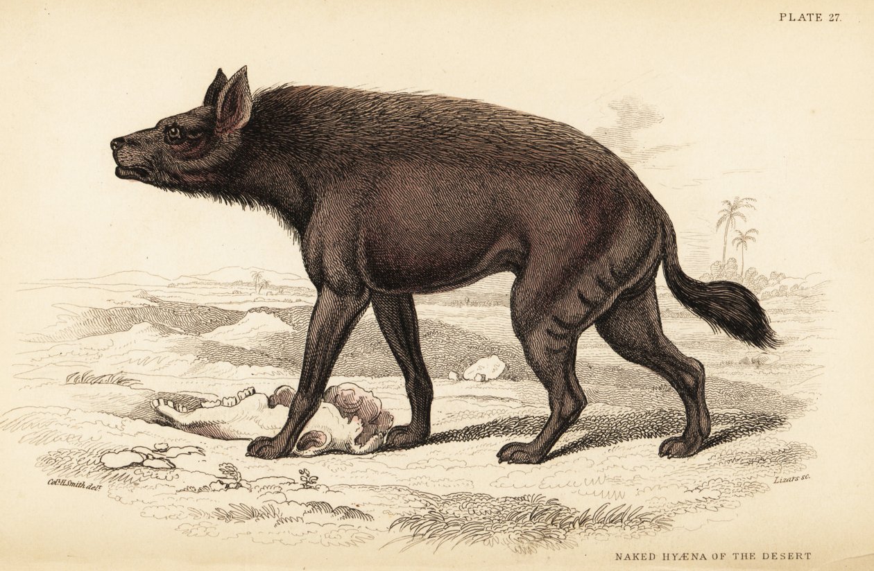 Randig hyena, Hyaena hyaena (öknens nakenhyena, Hyaena vulgaris) av William Home Lizars