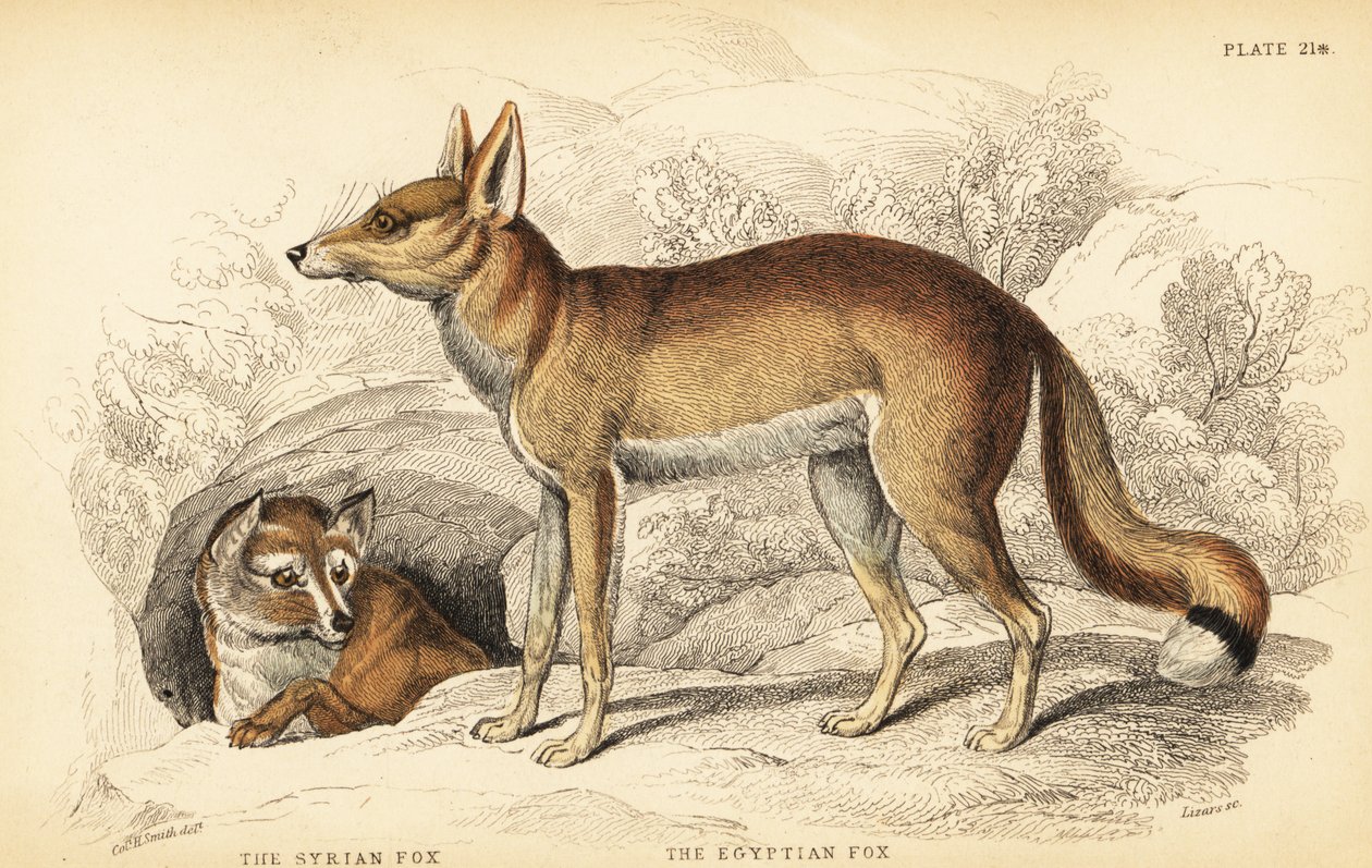 Syrisk räv eller Taaleb, Vulpes thaleb (eller Blanfords räv, Vulpes cana?) och egyptisk räv eller Sabora, Vulpes vulpes niloticus av William Home Lizars