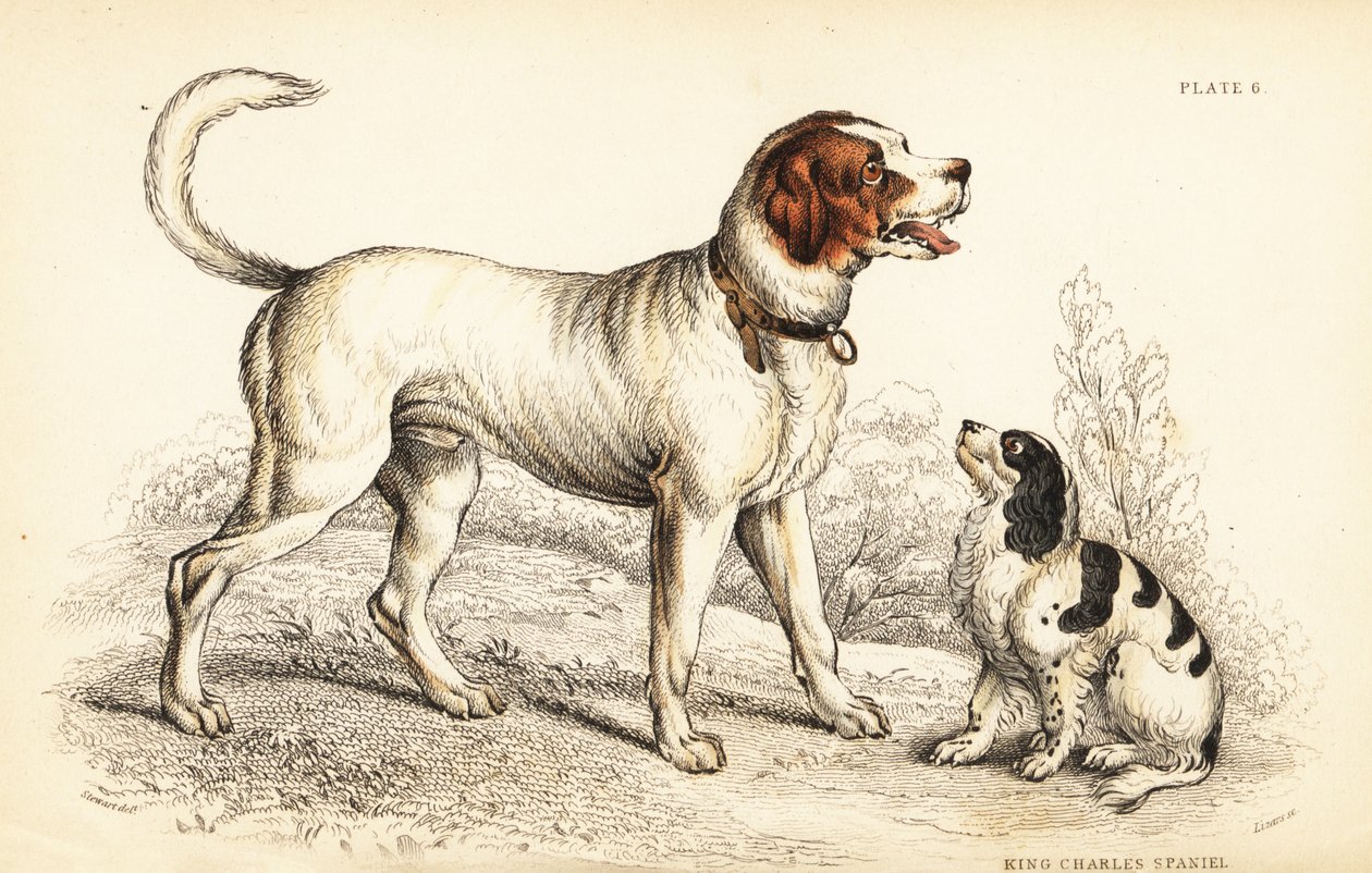 Den alpina eller stora St Bernard-hunden, Canis lupus familiaris, och King Charles spaniel, Canis lupus familiaris (Canis extrarius) av William Home Lizars