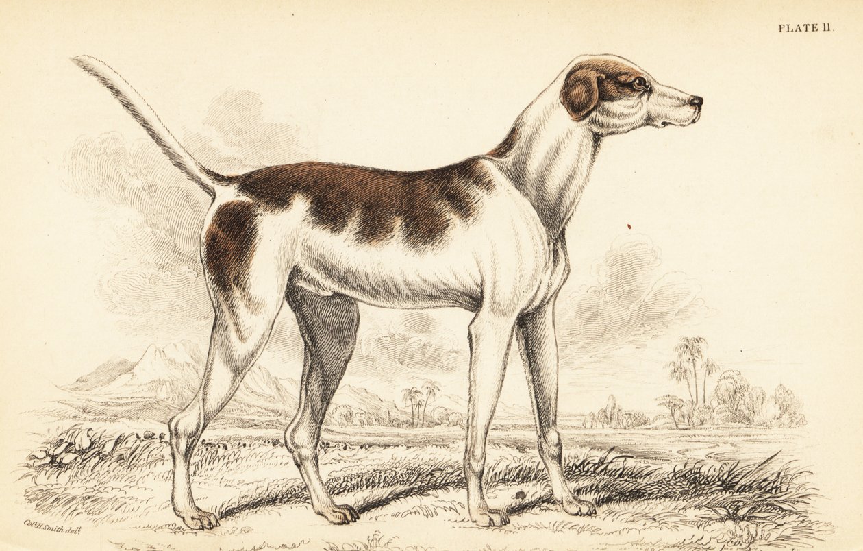 Orientalisk hund, Canis lupus familiaris av William Home Lizars