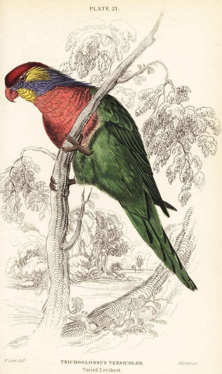 Varierad lori, Psitteuteles versicolor (Trichoglossus versicolor) av William Home Lizars