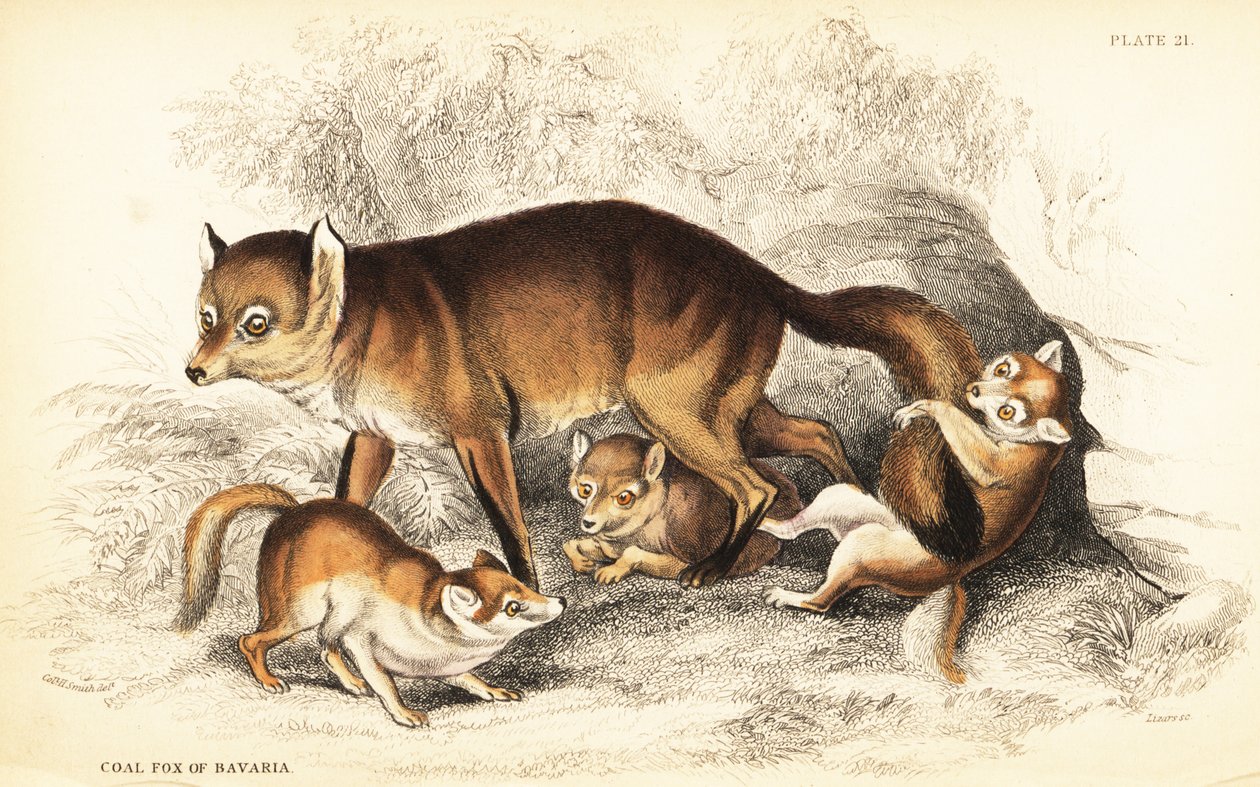 Variation av rödräv, Vulpes vulpes, med ungar (Bayerns kolräv, Vulpes alopex) av William Home Lizars