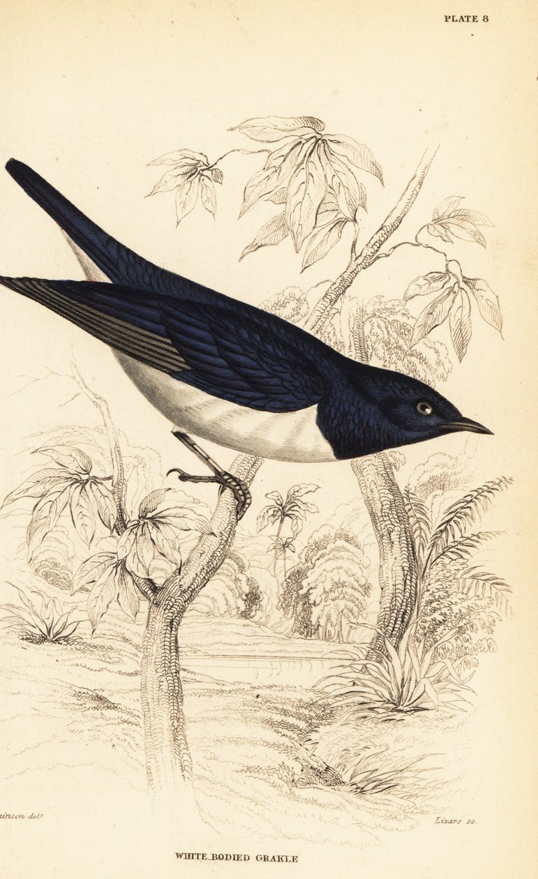 Violettryggad stare, Cinnyricinclus leucogaster (Vitkropp, Lamprotornis leucogaster) av William Home Lizars