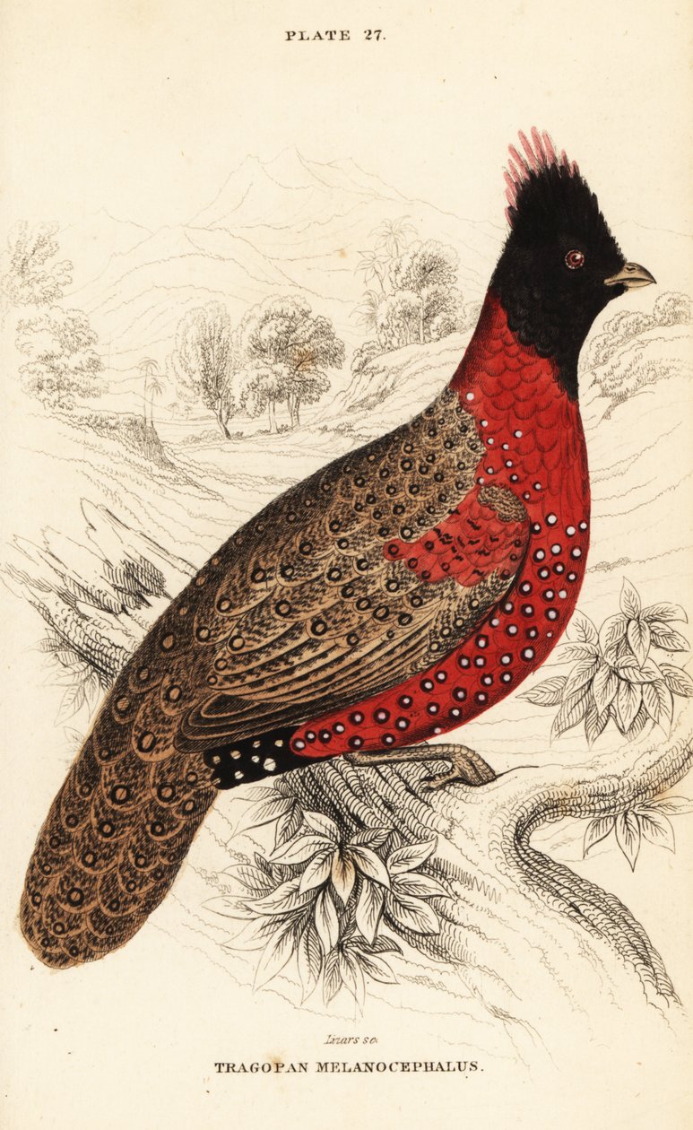 Västra tragopan eller västra horned tragopan, Tragopan melanocephalus av William Home Lizars