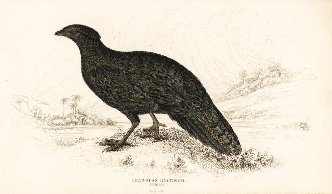 Västra tragopan eller västra horned tragopan, hona, Tragopan melanocephalus av William Home Lizars