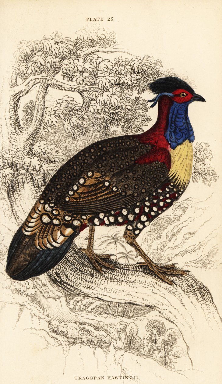 Västra tragopan eller västra horned tragopan, hane, Tragopan melanocephalus av William Home Lizars